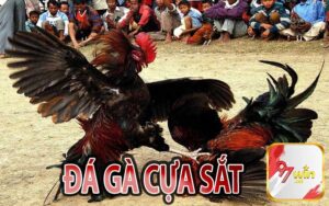 Đá Gà Cựa Sắt